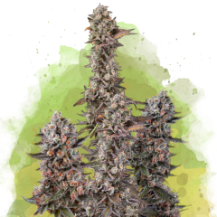 Blue Mystic Auto - 3 Samen