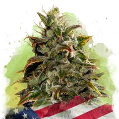 Gelato Auto - 3 Samen