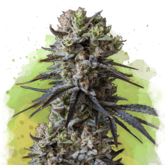 Lithium OG Kush Auto - 3 Samen