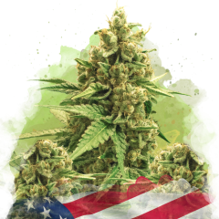 Original Glue Auto - 3 Samen