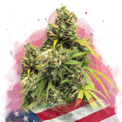 5 Alive Feminisiert - 3 Samen