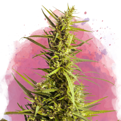 AK-48 Feminisiert - 3 Samen