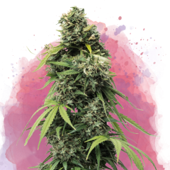 Black Widow Feminisiert - 3 Samen