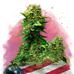 Blue Dream Feminisiert - 3 Samen