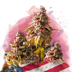 Bubble Kush Feminisiert - 3 Samen