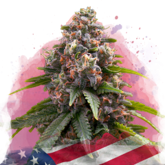 Candy Kush Feminisiert - 3 Samen