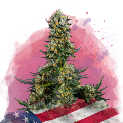 Chemdog Feminisiert - 3 Samen