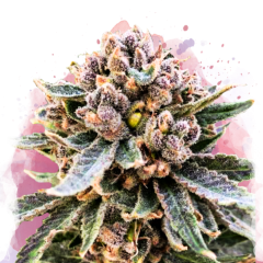 Cherry Blossom v2 CBD Feminisiert - 3 Samen