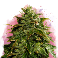 Cookies & Cream Feminisiert - 3 Samen