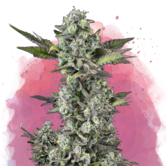 Critical Feminisiert - 3 Samen