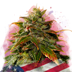 Gelato Feminisierte - 3 Samen