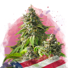 Girl Scout Cookies Feminisiert - 3 Samen