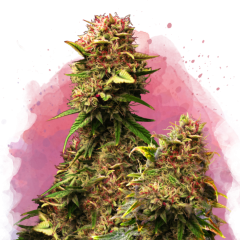 Granddaddy Purple Feminisiert - 3 Samen