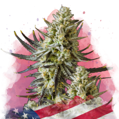 Grease Monkey Feminisiert - 3 Samen