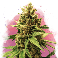 Great White Shark Feminisiert - 3 Samen