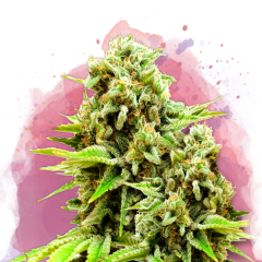Green Poison Feminisiert - 3 Samen