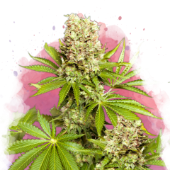 Hawaii Maui Waui Feminisiert - 3 Samen