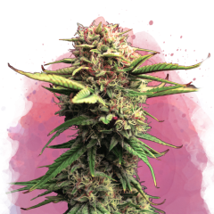 Jock Horror Feminisiert - 3 Samen