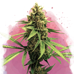 Lemon OG Haze Feminisiert - 3 Samen