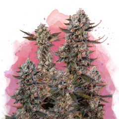 Lithium OG Kush Feminisiert - 3 Samen