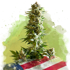 Girl Scout Cookies Auto - 3 Samen