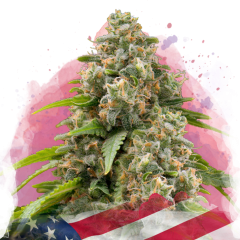 Matanuska Feminisiert - 3 Samen