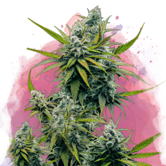 Nicole Kush Feminisiert - 3 Samen