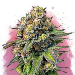 OG Kush Feminisiert - 3 Samen