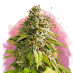 Papaya Feminisiert - 3 Samen