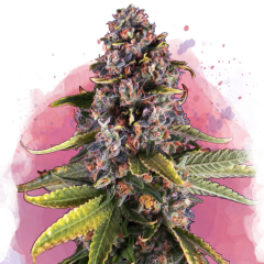 Raspberry Cough Feminisiert - 3 Samen