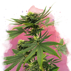 Sour Diesel Feminisiert - 3 Samen