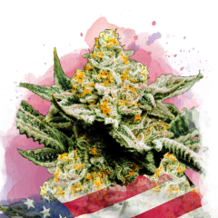 Sunset Sherbet Feminisiert - 3 Samen