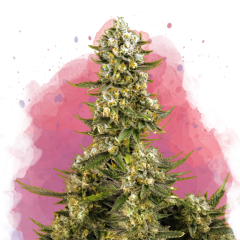 Super Silver Haze Feminisiert - 3 Samen