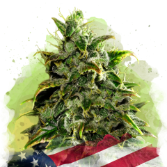 Blue Dream Auto - 3 Samen