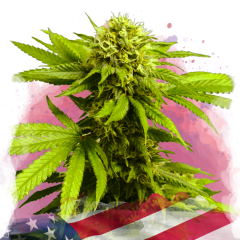 Tangie Feminisiert - 3 Samen