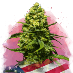 Trainwreck Feminisiert - 3 Samen