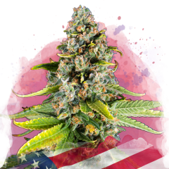 White Fire OG Feminisiert - 3 Samen