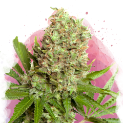 White Widow Feminisiert - 3 Samen