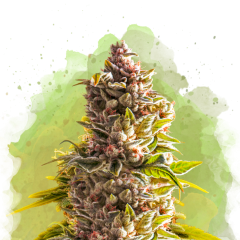 Northern Light Auto - 3 Samen